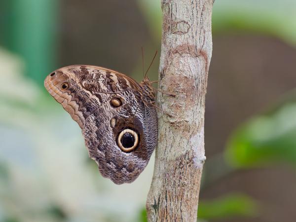 <h3><a href="/trips/costa-rica/biota/animalia/arthropoda/insecta/lepidoptera/nymphalidae/caligo memnon/caligo memnon-nl.html">Caligo&nbsp;memnon</a> /  / </h3>OM-1 Mark II met OLYMPUS M.150-400mm F4.5, 1/160 sec  bij F4.5, ISO 10000, afstand 2.06&nbsp;m